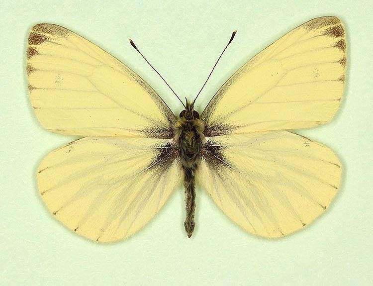Pieris napi male (aberrant form sulphurea + impunctata) (Internet Image property of respective owner, non-commercial use only)